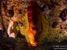 Big sponge