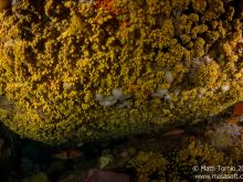 Zoanthids