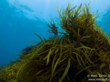 Kelp forest